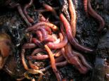 WORMS compost earth worms - Richard Burkmar